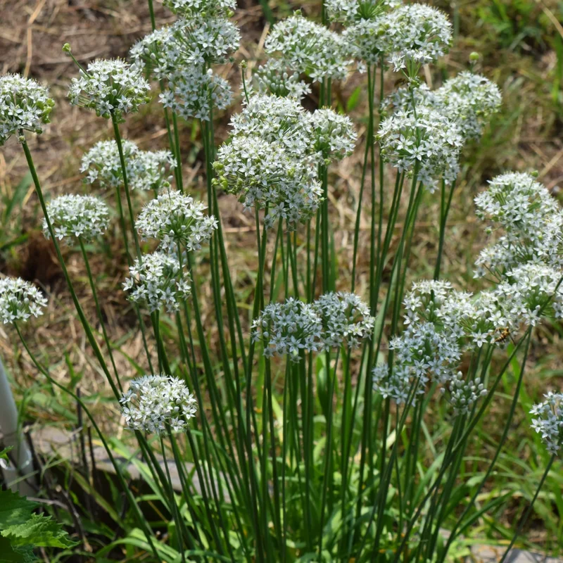 Garlic Chive Plants 30 Count Fresh Herb Culinary Garden