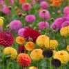 Mixed Pompon Dahlias Flower Bulbs - Assorted Colors for Garden Planting