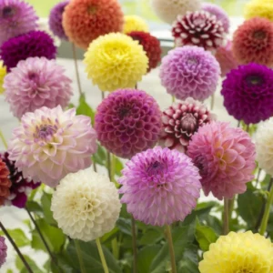 Mixed Pompon Dahlias Flower Bulbs - Assorted Colors for Garden Planting