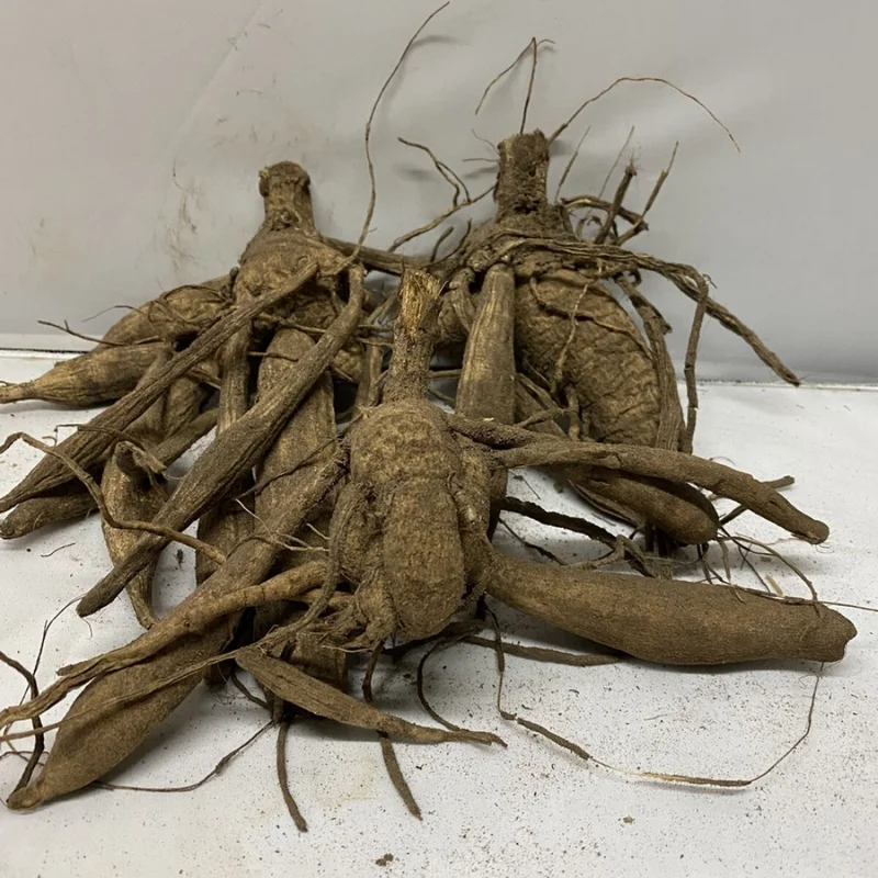 Mixed Pompon Dahlias Flower Bulbs - Assorted Colors for Garden Planting