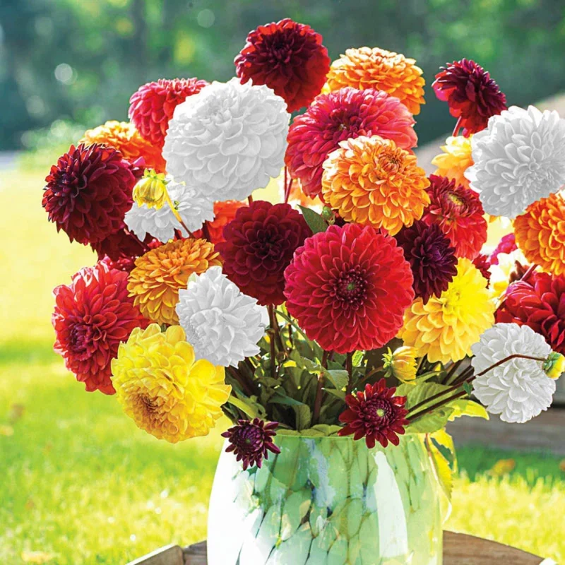 Mixed Pompon Dahlias Flower Bulbs - Assorted Colors for Garden Planting