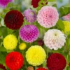 Mixed Pompon Dahlias - Assorted Colors - Garden Flower Bulbs