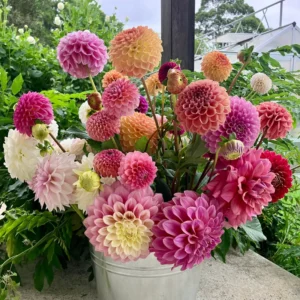 Mixed Pompon Dahlias - Assorted Colors - Garden Flower Bulbs