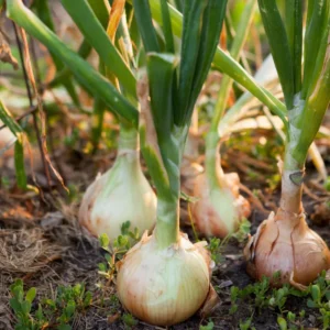 50 Mix Onion Bulbs - Assorted Varieties for Home Gardening