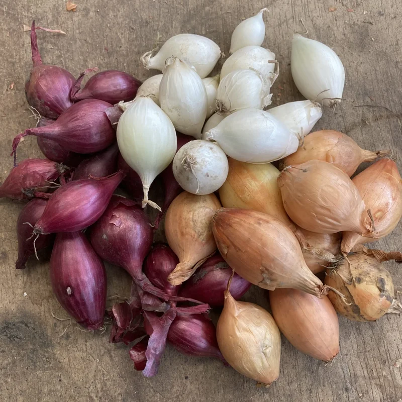 50 Mix Onion Bulbs - Assorted Varieties for Home Gardening
