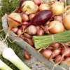 50 Mix Onion Bulbs Variety Pack for Home Gardening