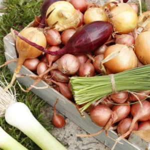 50 Mix Onion Bulbs Variety Pack for Home Gardening