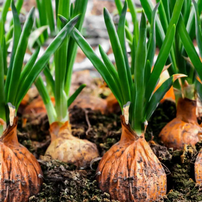 50 Mix Onion Bulbs Variety Pack for Home Gardening