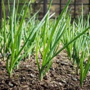 50 Mix Onion Bulbs Variety Pack for Home Gardening