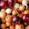 Mix Onion Bulbs 100 Count Assorted Varieties for Home Garden