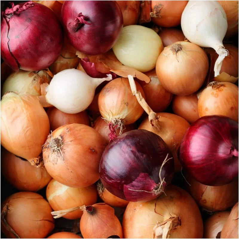 Mix Onion Bulbs 100 Count Assorted Varieties for Home Garden