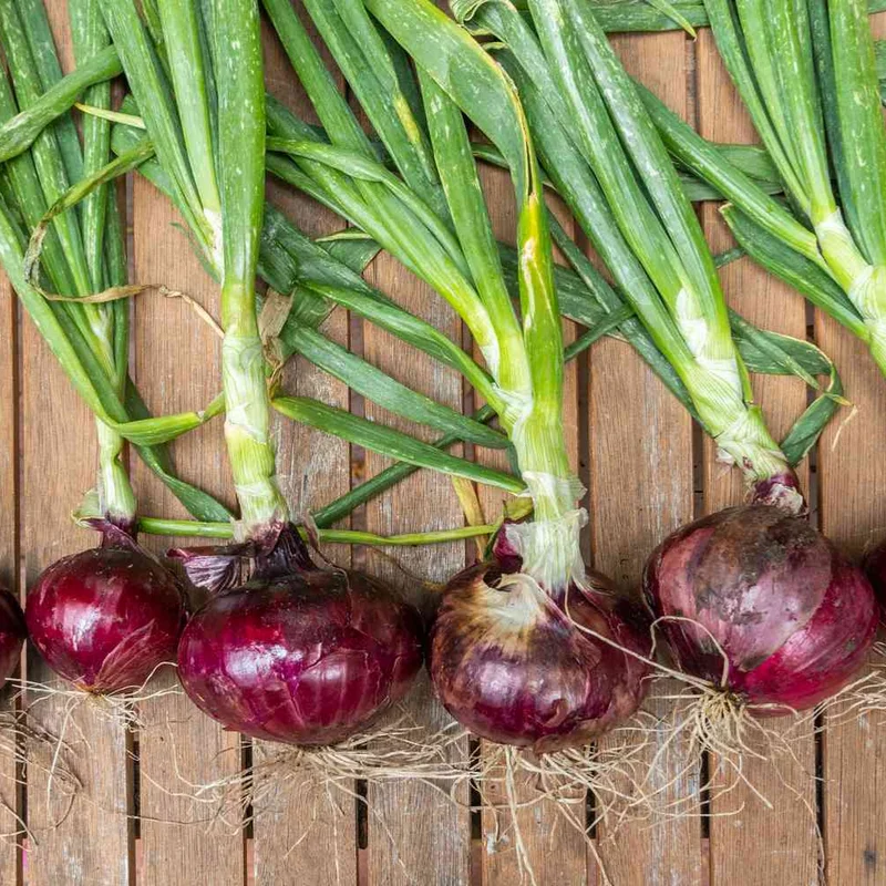 Mix Onion Bulbs 100 Count Assorted Varieties for Home Garden