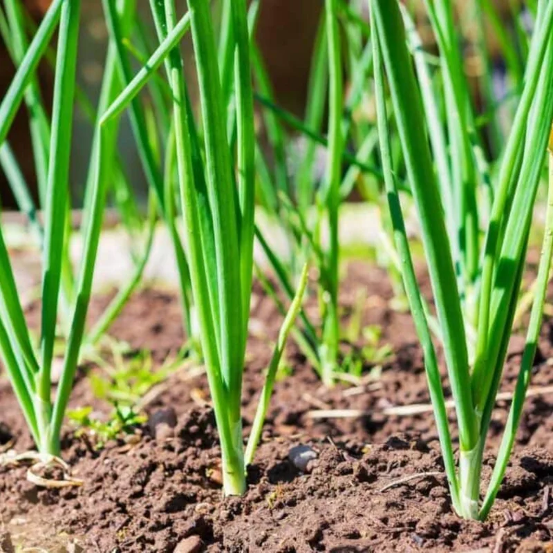 Mix Onion Bulbs 100 Count Assorted Varieties for Home Garden