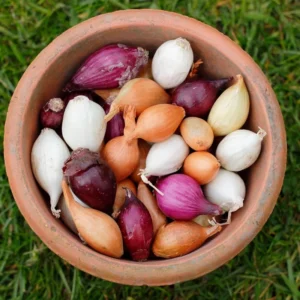 Mix Onion Bulbs - 100 Count Assorted Varieties for Home Gardens