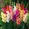 Gladiolus Flower Bulbs - 10 Large Bulbs for Vibrant Gardens
