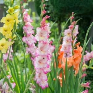 Gladiolus Flower Bulbs - 10 Large Bulbs for Vibrant Gardens