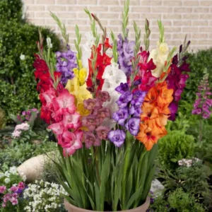 Gladiolus Bulbs - 10 Pack - Assorted Colors - Summer Flowering