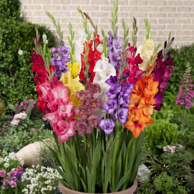Gladiolus Bulbs - 10 Pack - Assorted Colors - Summer Flowering