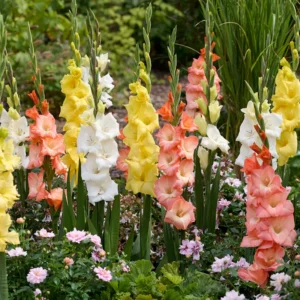 Gladiolus Bulbs - 10 Pack - Assorted Colors - Summer Flowering