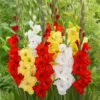 Gladiolus Bulbs 20 Large Pack - Vibrant Summer Blooms