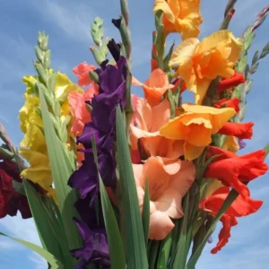 Gladiolus Bulbs 20 Large Pack - Vibrant Summer Blooms