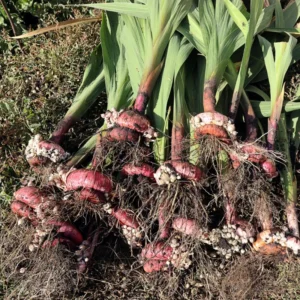 Gladiolus Bulbs 20 Large Pack - Vibrant Summer Blooms