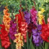 Gladiolus Bulbs - 20 Pack - Mixed Colors - Summer Blooming Flowers