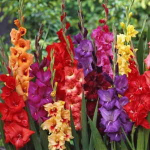 Gladiolus Bulbs - 20 Pack - Mixed Colors - Summer Blooming Flowers