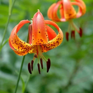Turks Cap Lily Bulbs Set of 5 Flowering Plants for Gardens