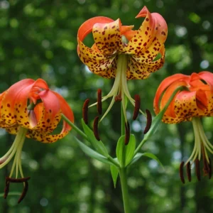 Turks Cap Lily Bulbs Set of 5 Flowering Plants for Gardens