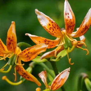 Turks Cap Lily Bulbs Set - 5 Bulbs - Vibrant Garden Flowers