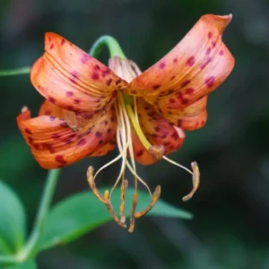 Turks Cap Lily Bulbs Set - 5 Bulbs - Vibrant Garden Flowers