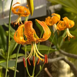 Turks Cap Lily Bulbs Set - 5 Bulbs - Vibrant Garden Flowers