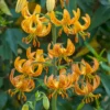 Turks Cap Lily Bulbs Set - 10 Bulbs Pack - Garden Lilies