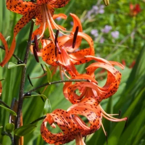 Turks Cap Lily Bulbs - Set of 10 - Flowering Plants