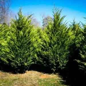 Murray Cypress Plant - 2.5 inch Pot - Evergreen Tree