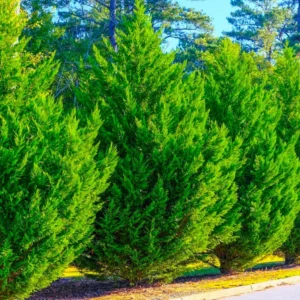Murray Cypress Plant - 2.5 inch Pot - Evergreen Tree