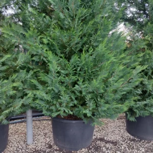 Murray Cypress Plant - 2.5 inch Pot - Evergreen Tree