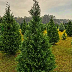 Murray Cypress Plant Well Rooted - 2.5" Pot - Evergreen Tree