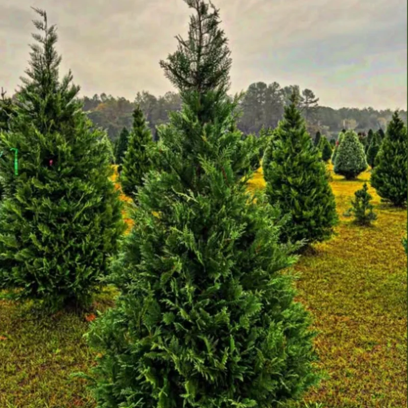 Murray Cypress Plant Well Rooted - 2.5" Pot - Evergreen Tree