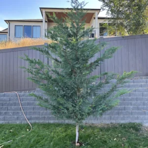 Leyland Cypress Plant 2.5 inch Pot - Evergreen Tree - Fast Growing Privacy Screen