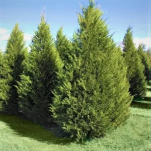 Leyland Cypress Plant 2.5 inch Pot - Evergreen Tree - Fast Growing Privacy Screen