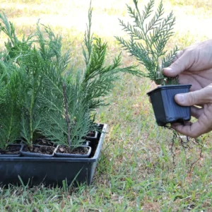 Leyland Cypress Roots Set - 10 Pack Young Trees 4-6 Inch