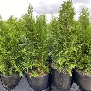 Leyland Cypress Roots Set - 15 Pack - 4-6 Inch Seedlings for Fast Growth