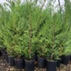 Leyland Cypress Roots Set of 30 - 4-6 Inch - Fast Growing Evergreen Trees