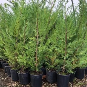 Leyland Cypress Roots Set of 30 - 4-6 Inch - Fast Growing Evergreen Trees