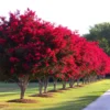 Red Crape Myrtle Tree 8-10 Inches - Vibrant Red Blooms