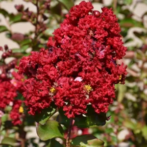 Red Crape Myrtle Tree 8-10 Inches - Vibrant Red Blooms