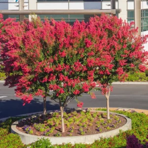 Red Crape Myrtle Tree 8-10 Inches - Vibrant Red Blooms