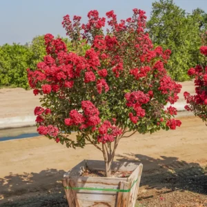 Red Crape Myrtle Tree 8-10 Inches - Vibrant Red Blooms